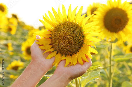 Fototapeta Naklejka Na Ścianę i Meble -  Woman hands holding sunflower in the field