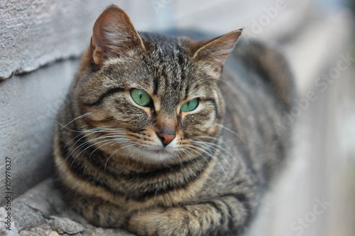 Fototapeta Naklejka Na Ścianę i Meble -  Полосатая тигровая кошка