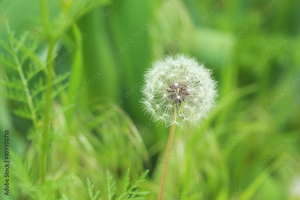 Fototapeta premium Beautiful spring dandelion flower outdoors, close up