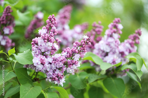 Blooming lilac flowers in the garden  outdoors