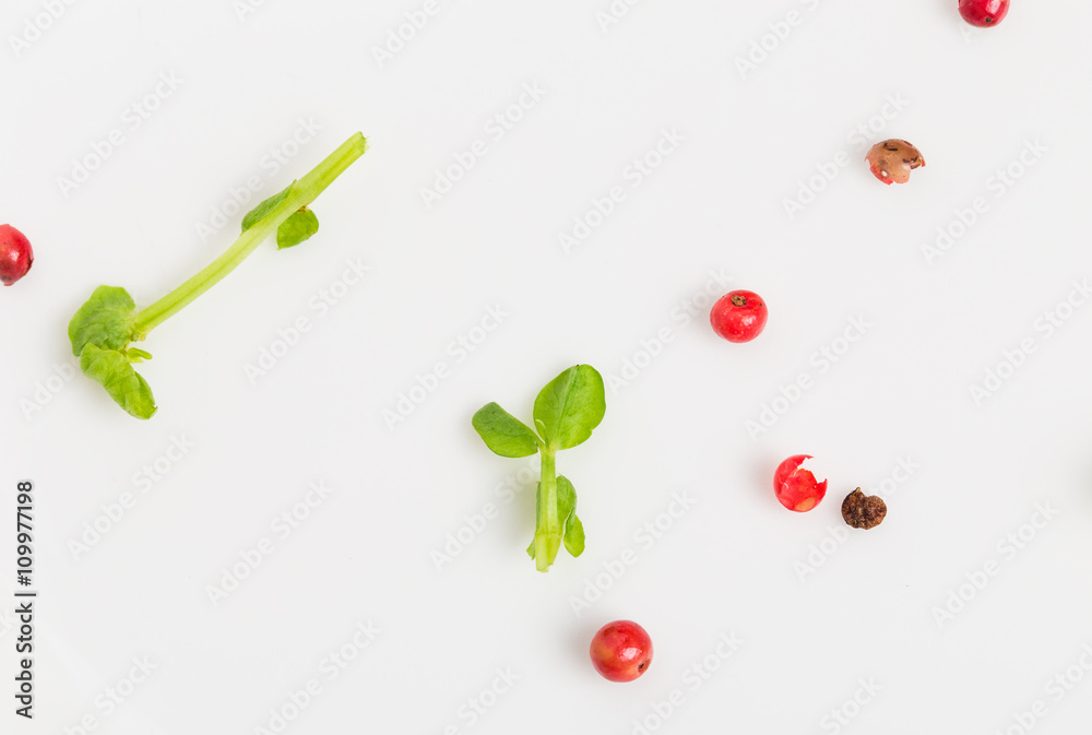 Closeup of fresh herb and red pepper peas.
