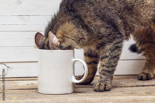 Funny cat crawled into a white coffee mug.