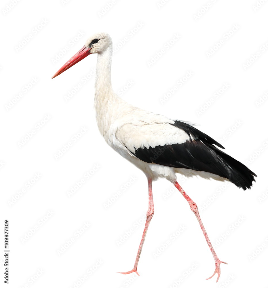 White Stork isolated on white, Ciconia ciconia White Stork isolated on white, Ciconia ciconia