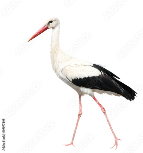 White Stork isolated on white, Ciconia ciconia