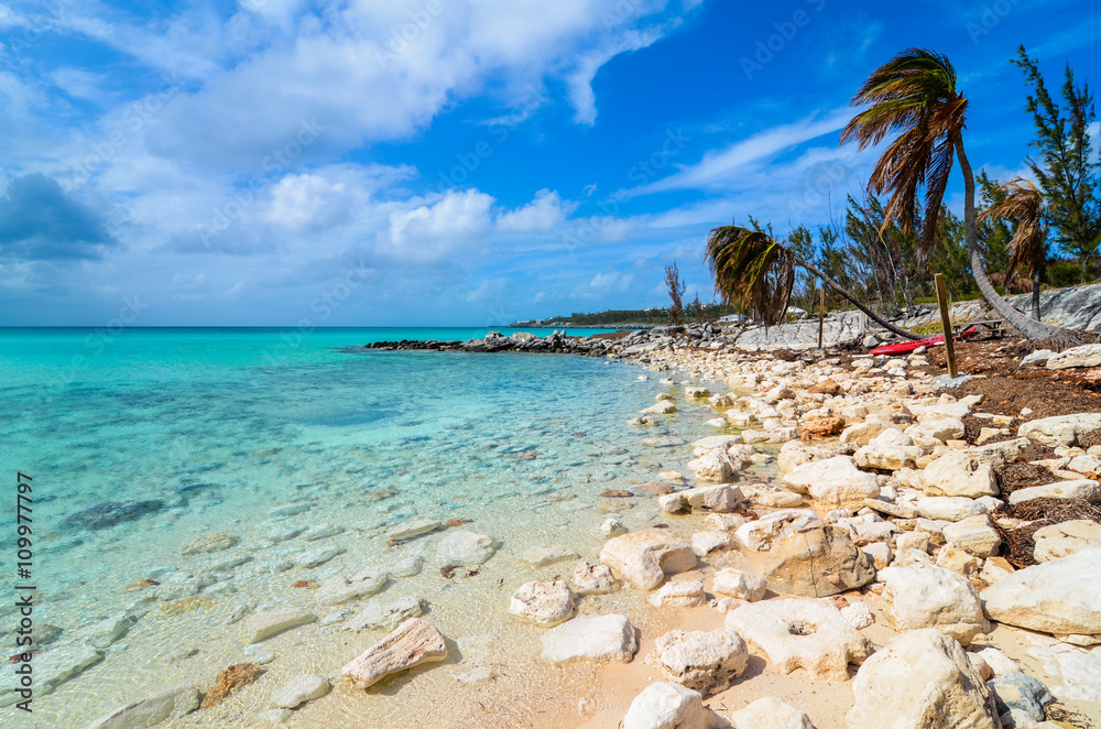 Fototapeta Stone beach with palms on the island Eleuthera on the Bahamas