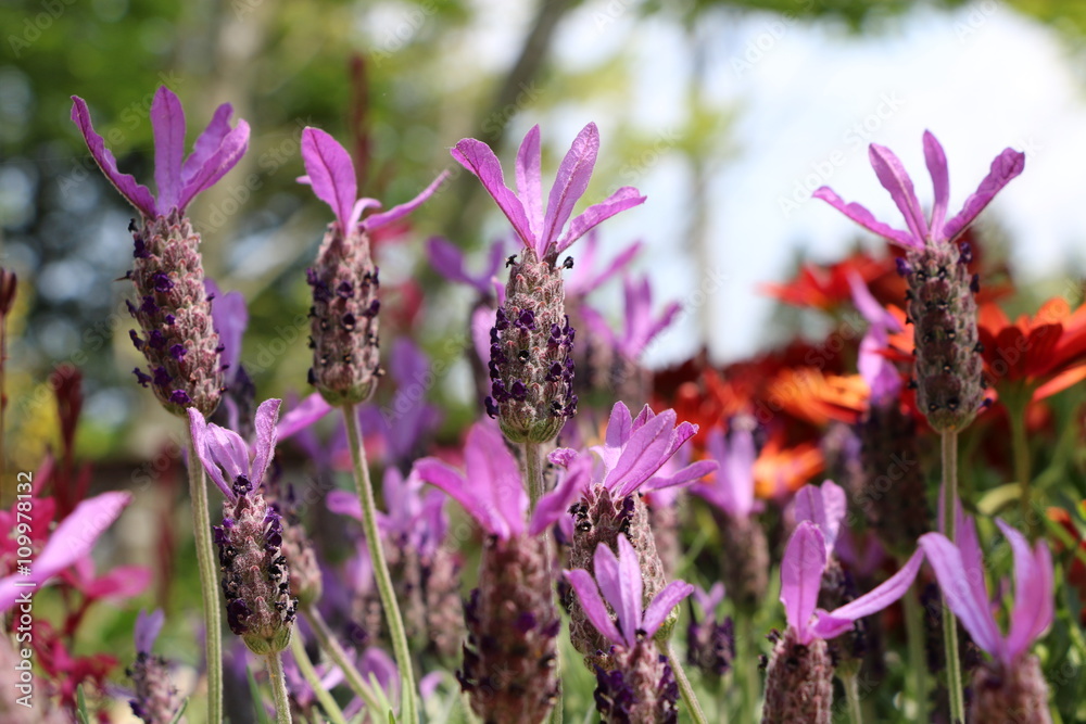 Obraz premium ラベンダー