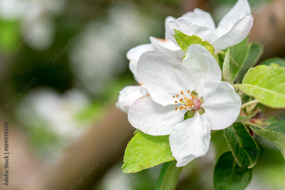Beautiful blooming apple tree in spring