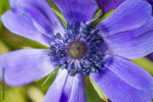 Wallpaper Mural Close up of beautiful spring flower purple Anemone. Torontodigital.ca