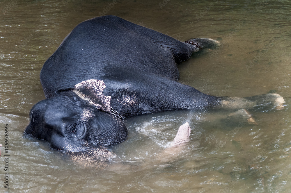 Fototapeta premium elefanti schiavi