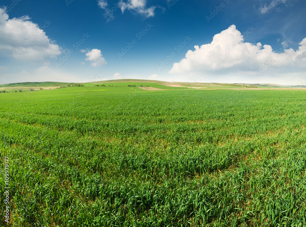 Field in the summer time. Agricultural landscape as a background