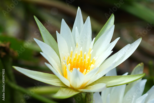 Wild water lilies.