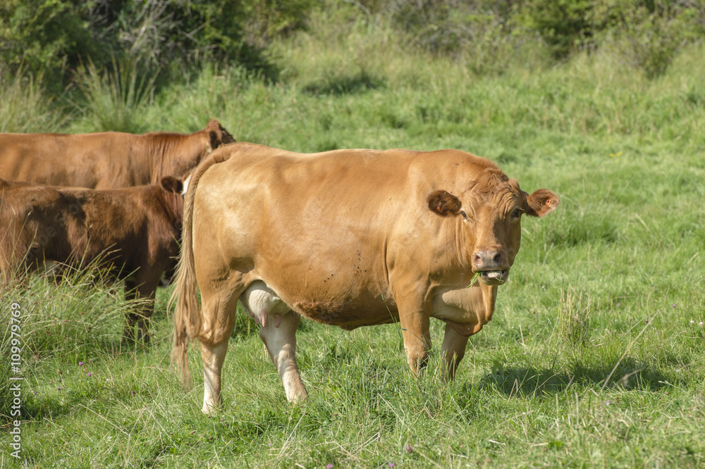Limousin beef cattle