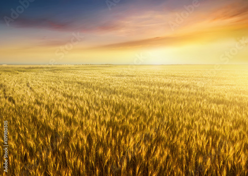 Field and sky. Beautiful natural landscape