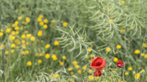 Yellow and red flowers on a green wild field