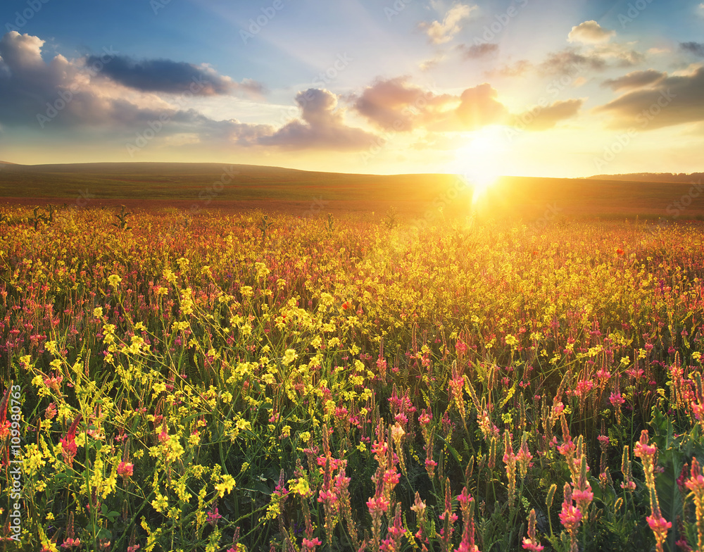 Field with flowers during sundown. Beautiful agricultural landscape in the summer time