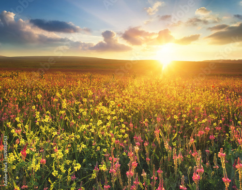 Field with flowers during sundown. Beautiful agricultural landscape in the summer time