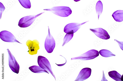 Petals Isolated on White Background