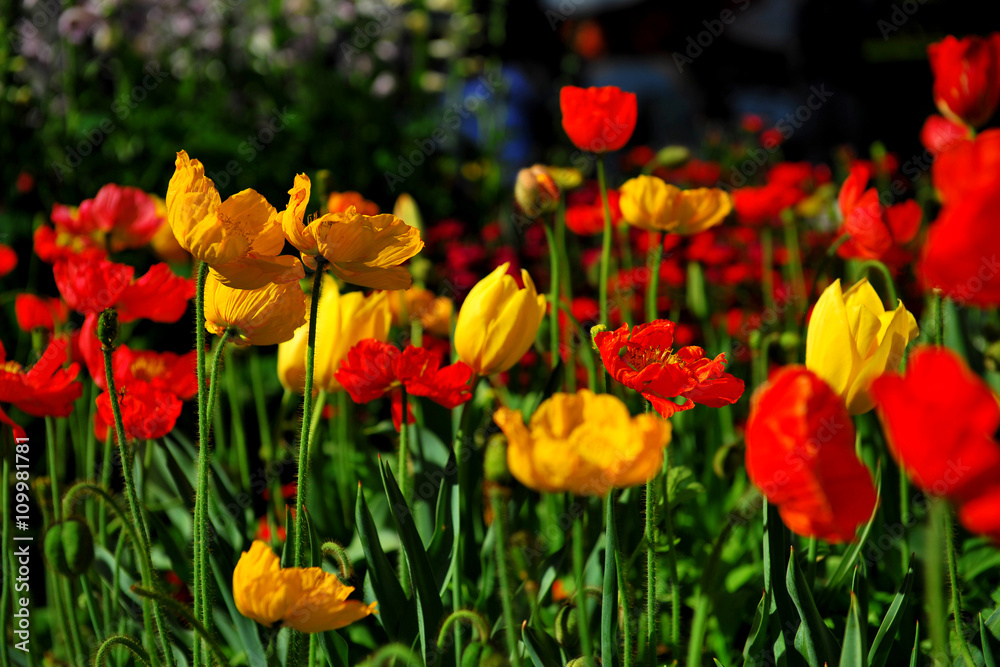 Colorful Poppies at Toowoomba Flower Festival Colorful Poppies at Toowoomba Flower Festival