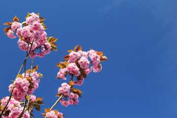 Crédence de cuisine Fleur de cerisier Cerisier rose ensoleillé ciel bleu  © samjonah
