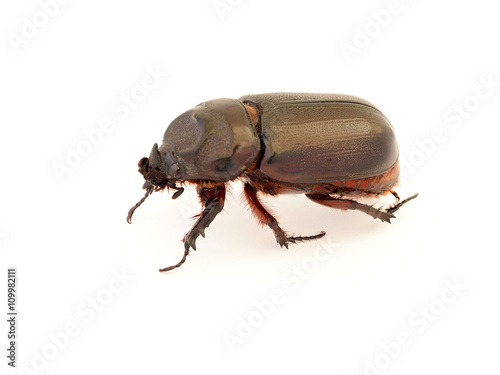 Female rhinoceros beetle, Rhino beetle, Hercules beetle, Unicorn beetle, Horn beetle, stag Beetle isolated on white background. © ieang