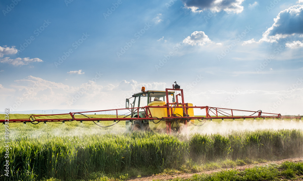 Fototapeta premium Tractor spraying wheat field