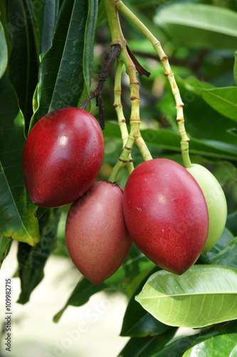 Cerbera oddloam fruit on tree photo