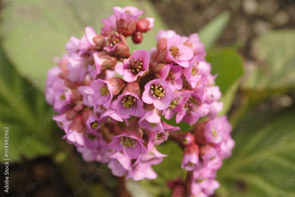 Beautiful pink flower, herb Bergenia. Selective focus Beautiful pink flower, herb Bergenia. Selective focus