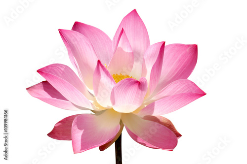 pink lotus flower blooming in the garden. © noppharat