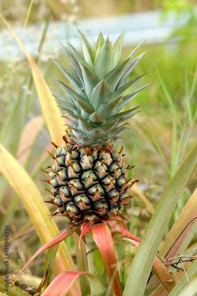 Pineapple tropical fruit growing in a farm Pineapple tropical fruit growing in a farm
