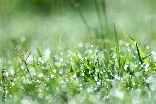 Fresh morning dew on spring grass, natural green background