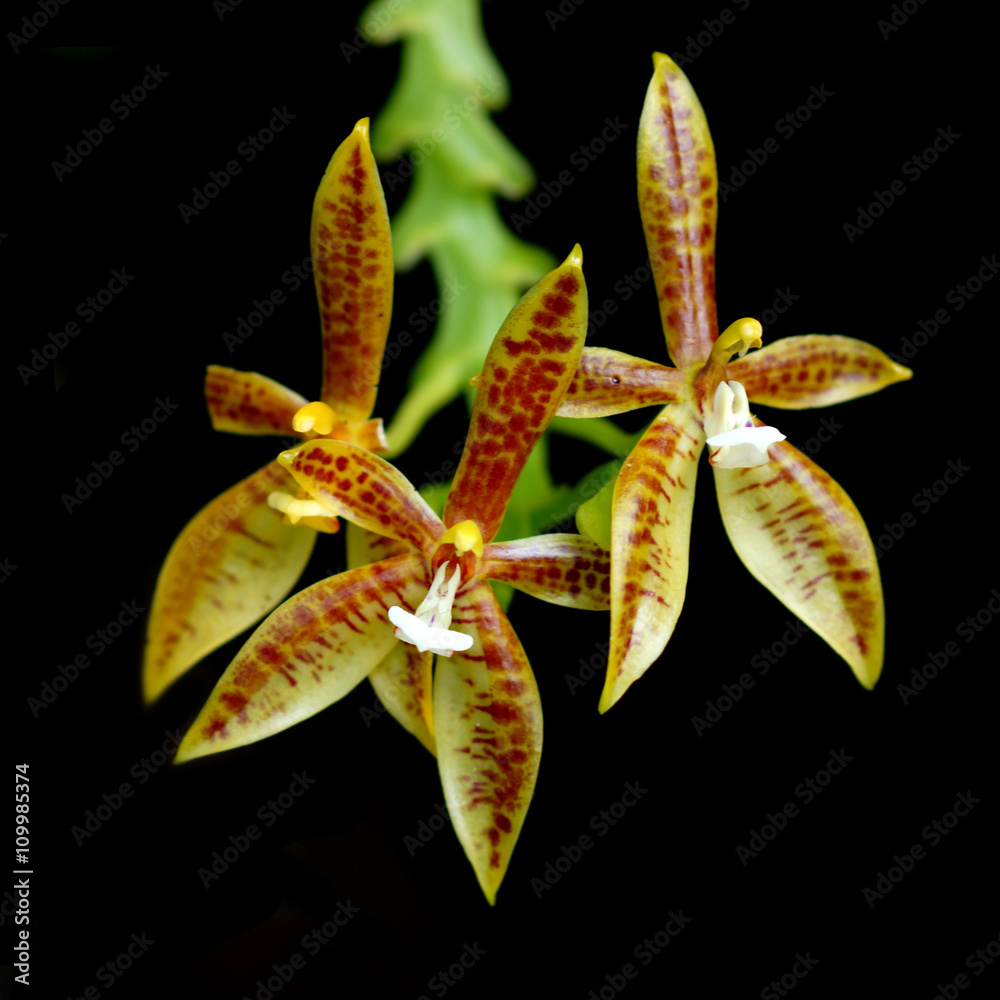 Yellow orchid on tree. Yellow orchid on tree.