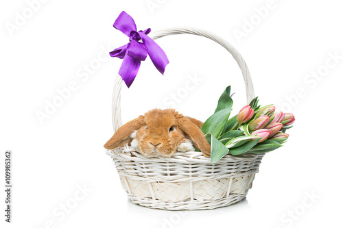 Beautiful domestic rabbit in flower basket