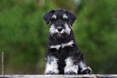 miniature schnauzer puppy portrait