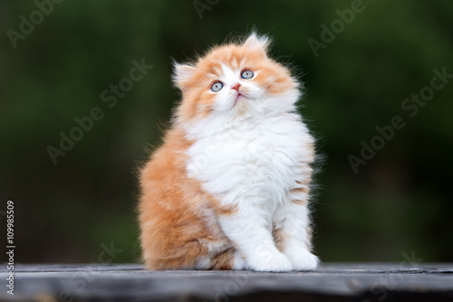 red and white british longhair kitten
