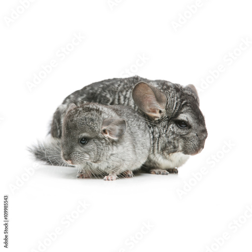 Two chinchillas isolated over white background