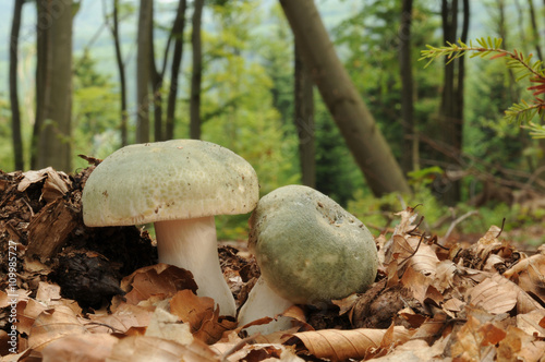 Russula virescens, commonly known as the green-cracking russula, the quilted green russula, or the green brittlegill mushroom with forest trees in the background