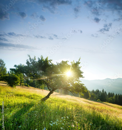 Rays in tree during sunrise. Beautiful natural landscape