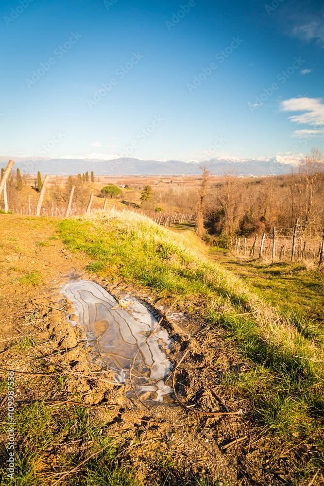 Obraz premium Vineyard in late winter