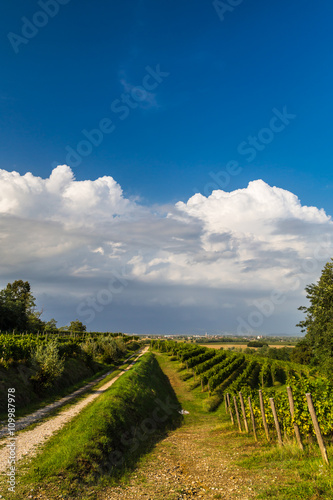 grapevine field in the italian countryside © zakaz86