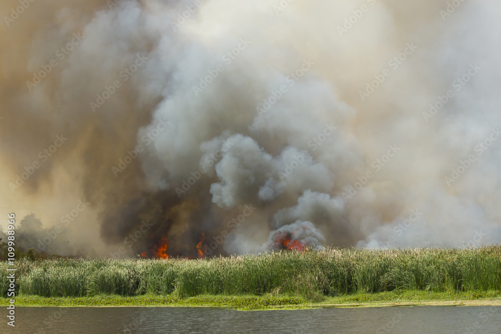 Fototapeta premium Forest fire in the nature.