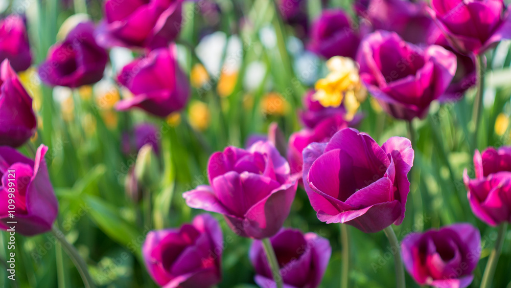 lot of vivid violet tulips, spring, outdoors lot of vivid violet tulips, spring, outdoors