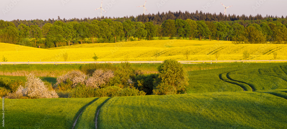 Fototapeta premium Spring in the fields, blooming oilseed and green young corn 