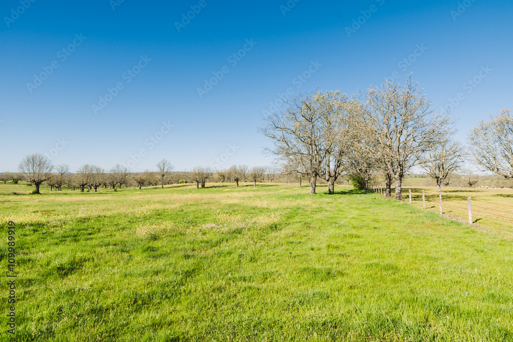 Green grass on a golf field