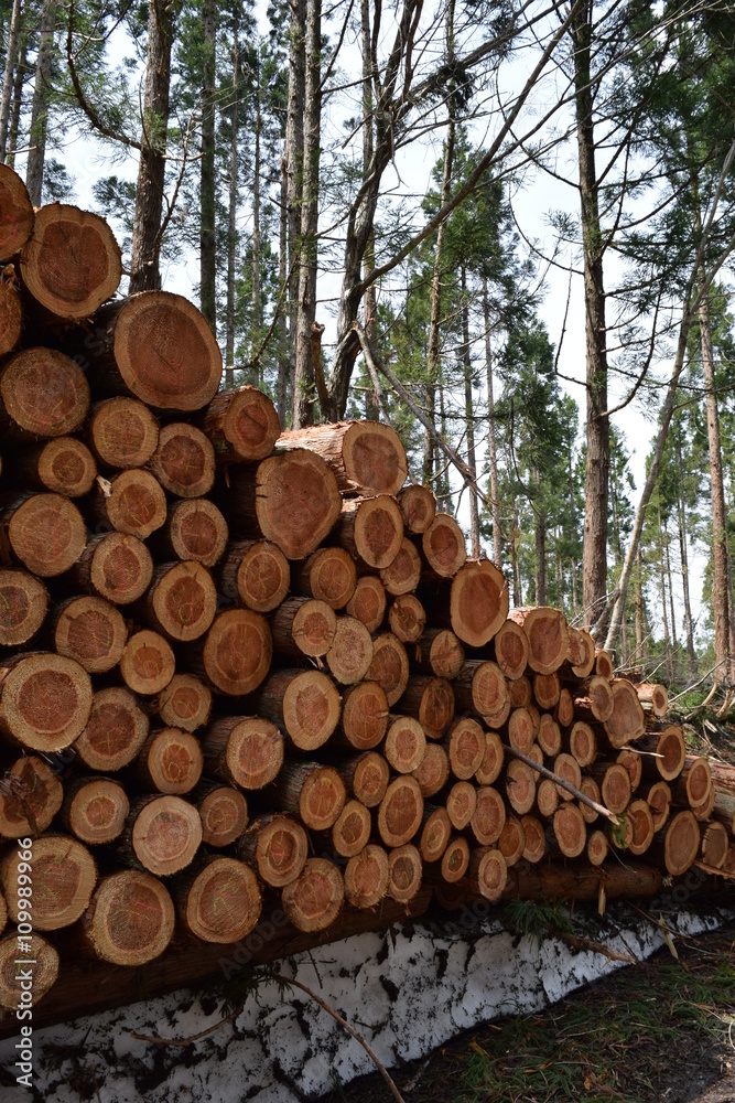 杉の丸太／伐採業者が杉の木を伐採した直後に撮影した丸太の写真です。森の中に積まれた丸太の大きさは、直径約20cm～50cm位です。