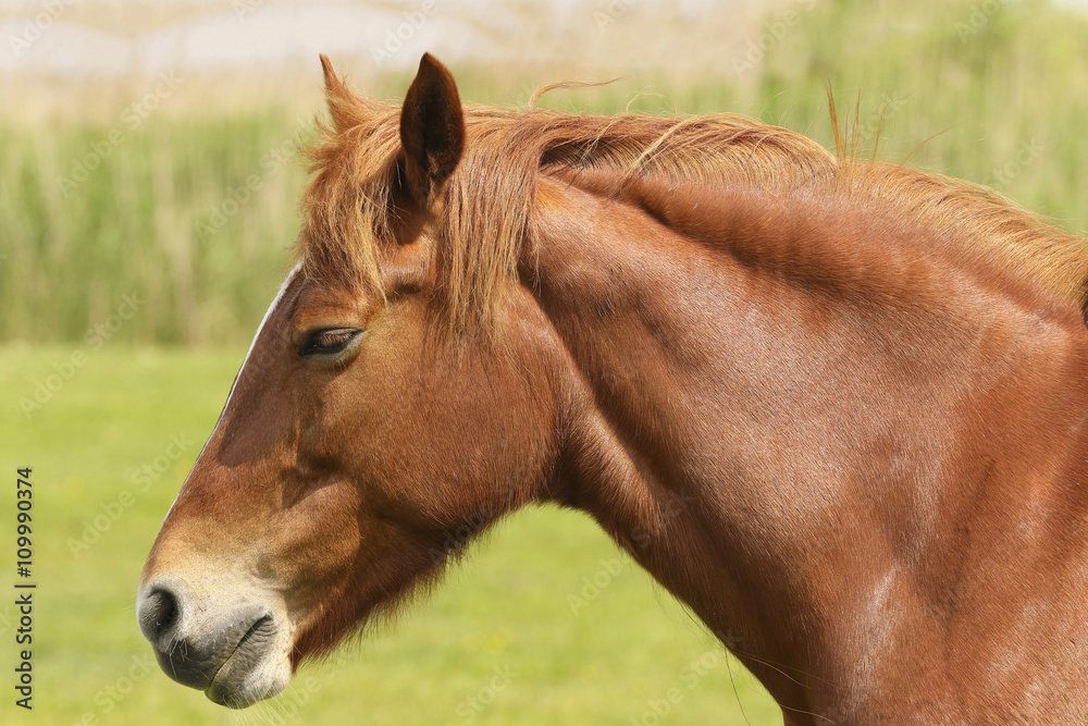 Fototapeta premium Head of sorrel horse