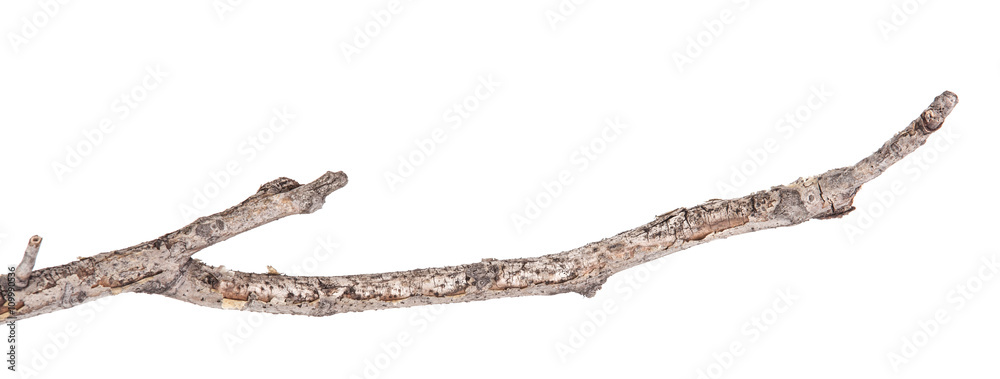 Dry tree branches isolated not a white background