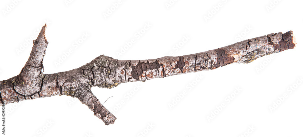Dry tree branches isolated not a white background Dry tree branches isolated not a white background
