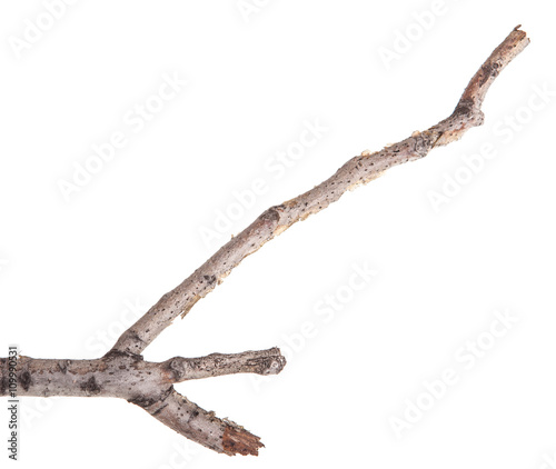 Dry tree branches isolated not a white background