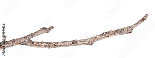 Fotografia, Obraz Dry tree branches isolated not a white background