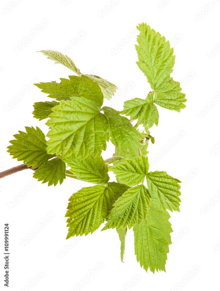 raspberry leaves isolated on white background raspberry leaves isolated on white background